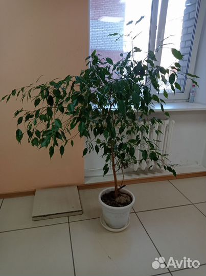 Фикус бенджамина большой