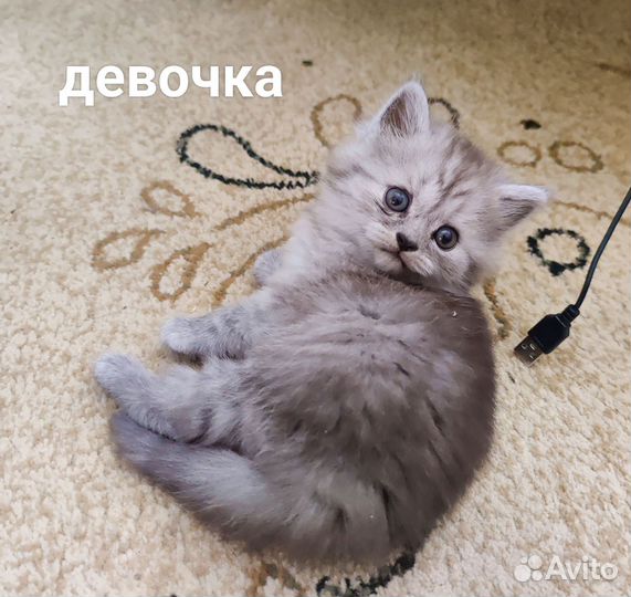 Котята