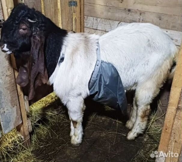 Коза камори