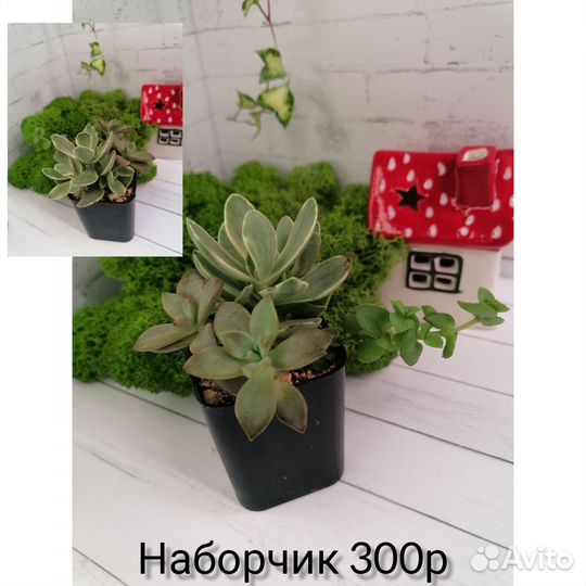 Суккуленты