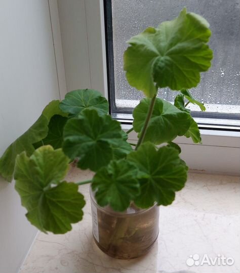 Бегония, герань