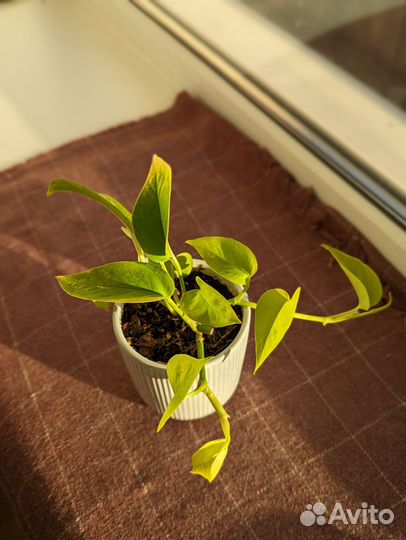 Эпипремнум неон и н'джой