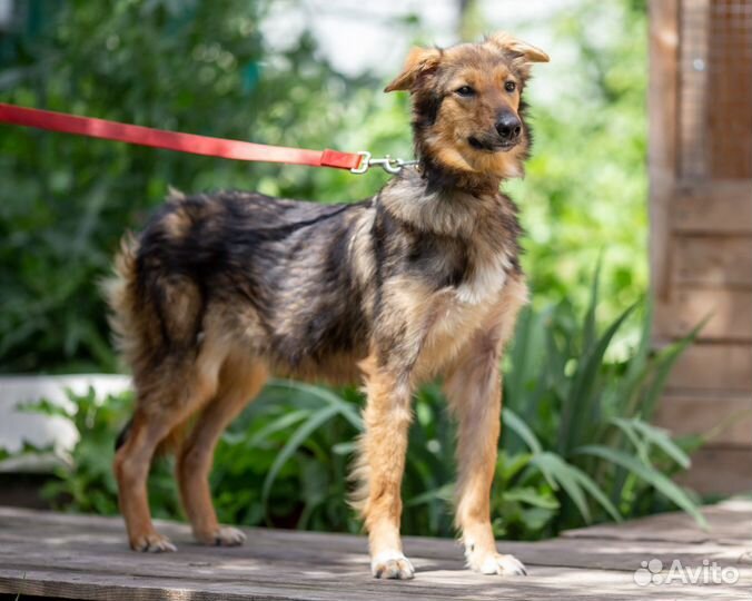 Миледи в добрые руки