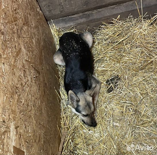 Красивая рыжая ласковая собака