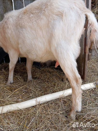 Козы дойные