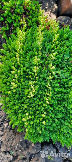 Почвопокровники