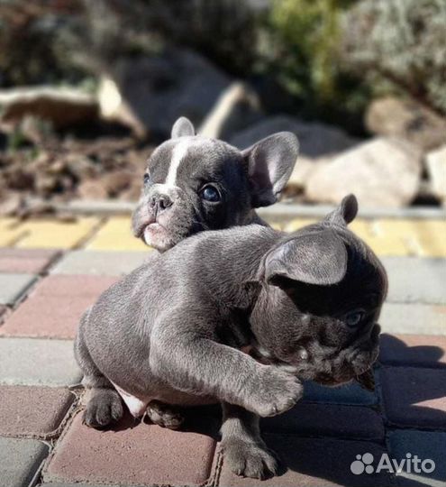 Французские бульдоги голубые в лилак программу