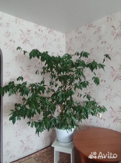 Фикус бенджамина большой (Берёзка) и молочай