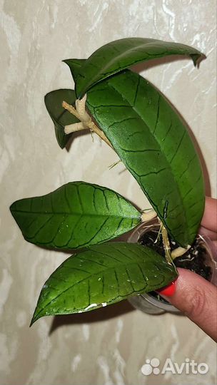 Хойя красивая