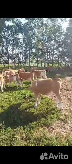 Бычки на откорм