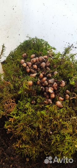 Улитки ахатины бесплатно альбиносы