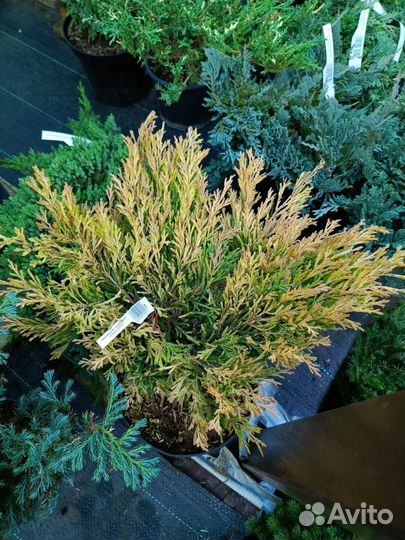 Можжевельники горизонтальные