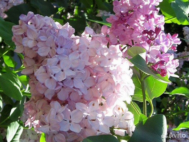 Сортовые сирени 5