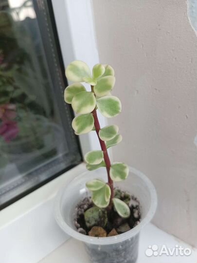 Портулакария афра