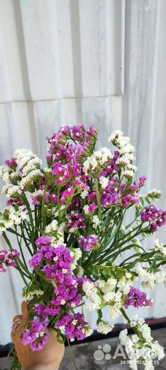 Статица цветы сухоцветы