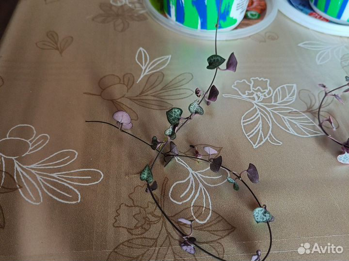 Церопегия вуда вариегатная