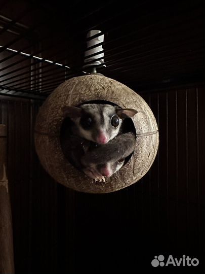 Сахарные поссумы