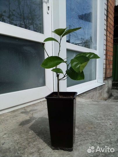 Лимон Мейер