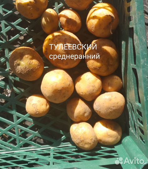 Продам картофель Сынок, Лапоть и др