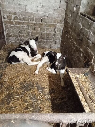 Телята- телочки