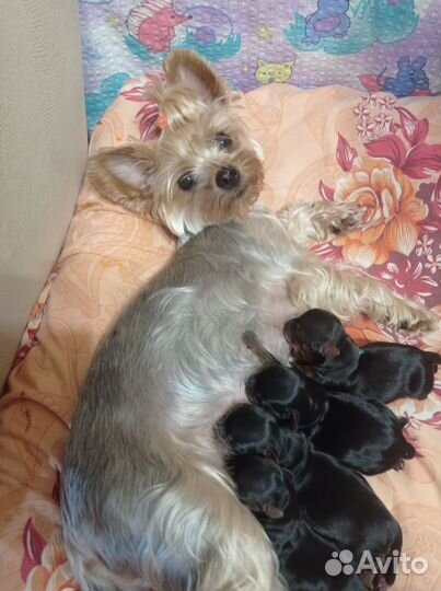 Йоркширский терьер