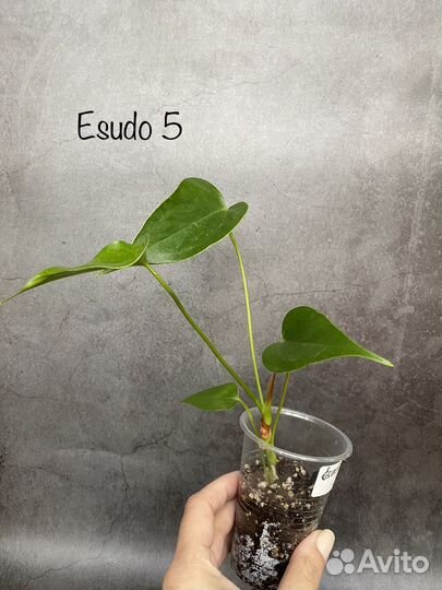 Антуриум микс