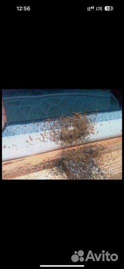 Дезинфекция тараканов клопов