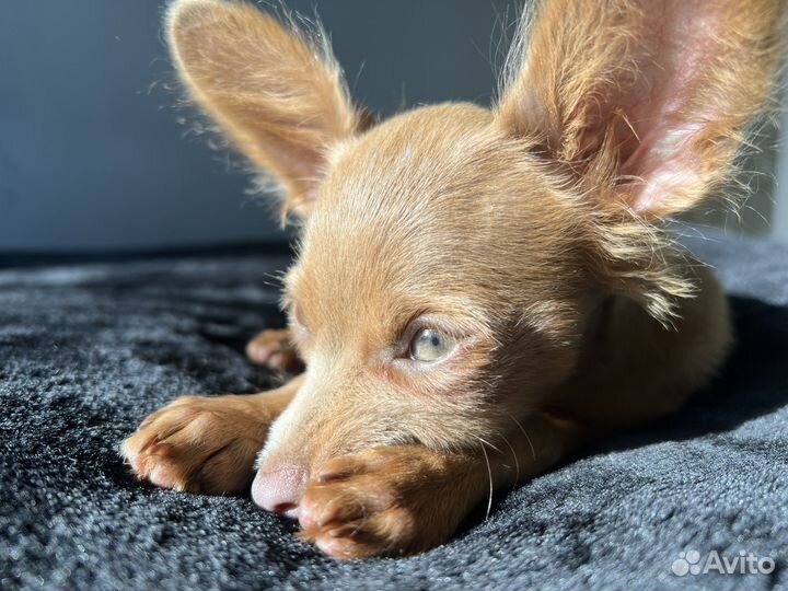 Вязка той-терьер