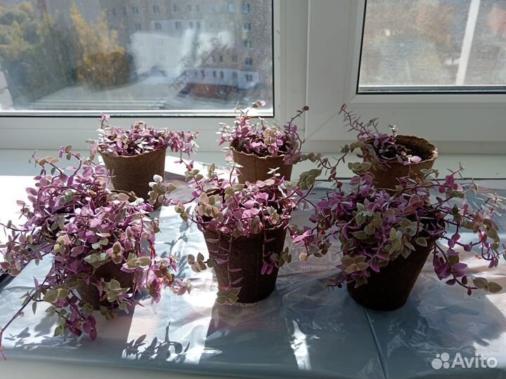 Колизия розовая