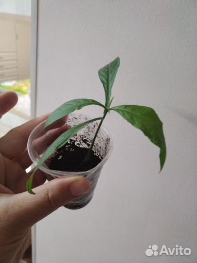 Пахистахис