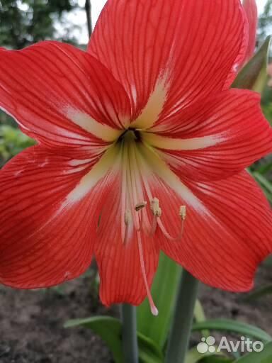 Гиппеаструм