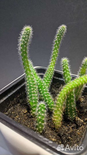Кактус не колючий совсем