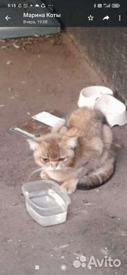 Кошка британская золотая шиншила