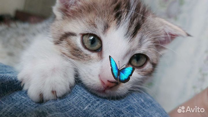 Отдам в добрые руки кошечку