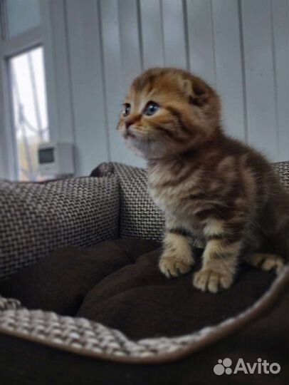 Шотландские вислоухие котята мраморные