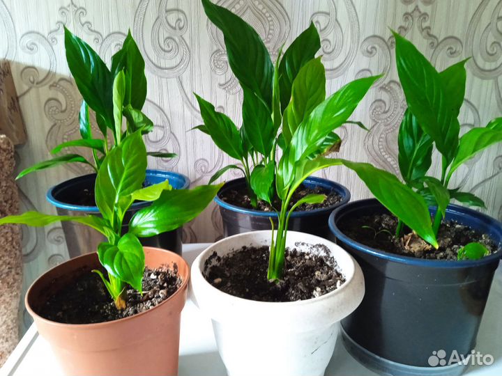 Спатифиллум