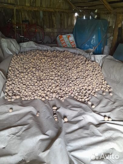 Семенной картофель Санэте