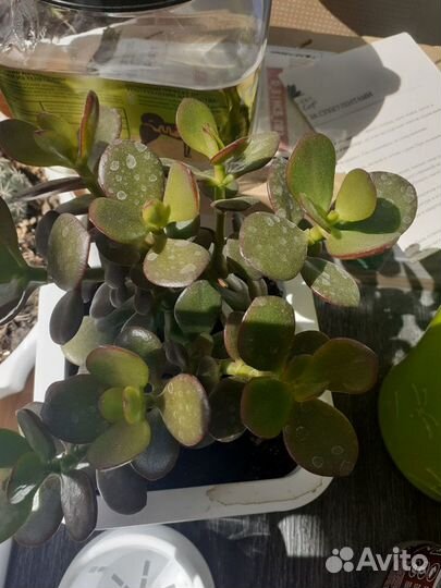 Толстянка портулаковая (Crassula portulacea)