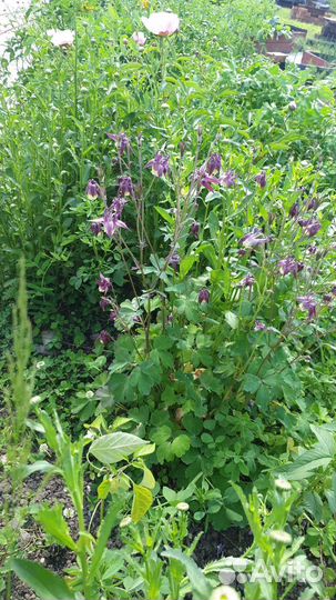 Пижма растение