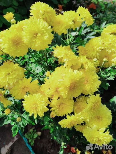 Хризантема желтая