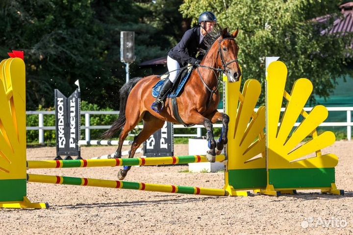 Продается лошадь