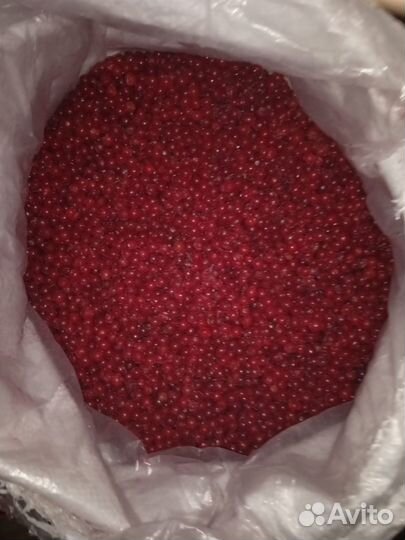 Калина ягода замороженная