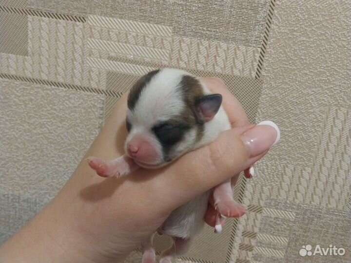 Щенки чихуахуа мини девочки и один мальчик