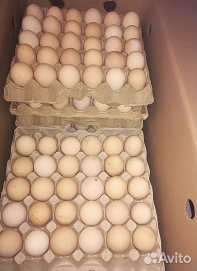 Инкубационное яйцо кур