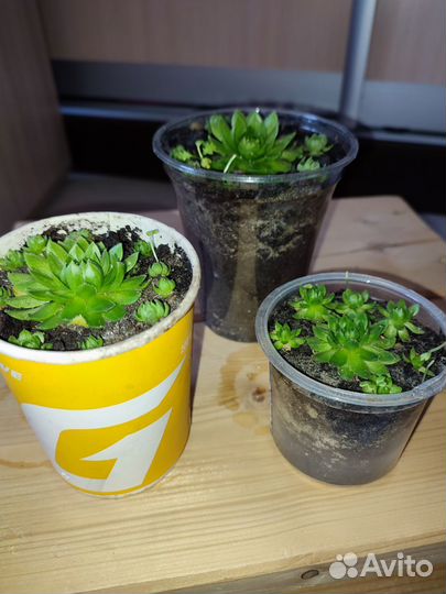 Каменная роза