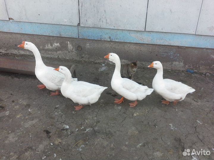 Гуси Линда и Серые гусыни