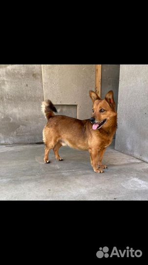 Собака мальчик молодой