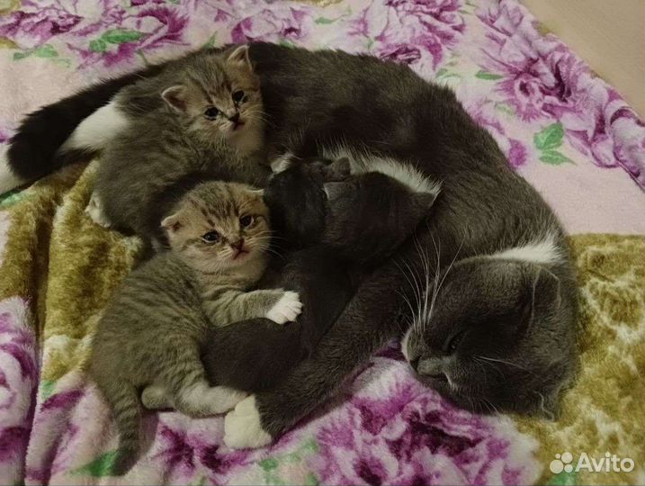 Шотландская