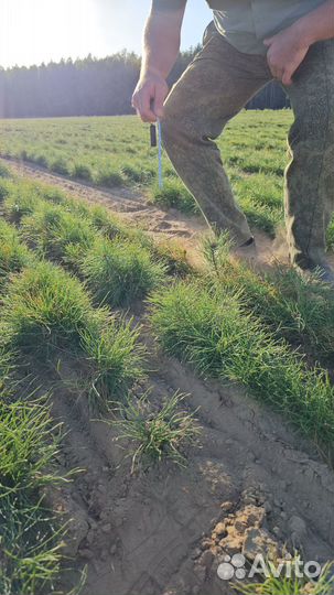 Саженцы сосны окс от производителя