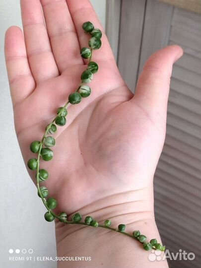 Ампельные растения. Суккуленты. Крестовник